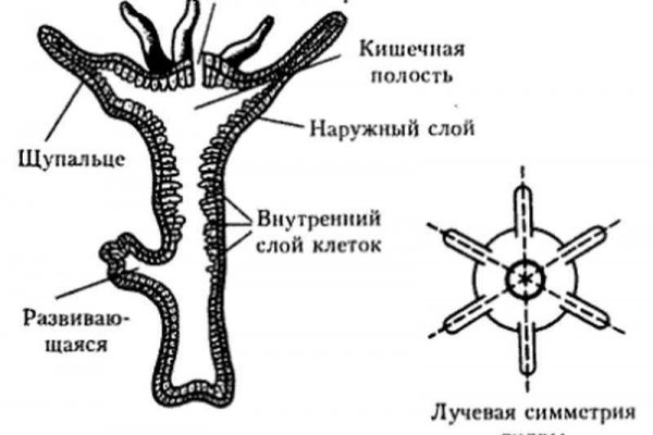 Зеркало kraken kraken16 at kraken16 at