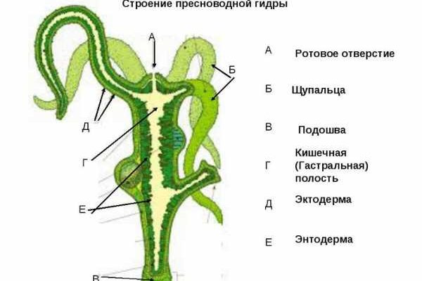 Кракен через тор браузер