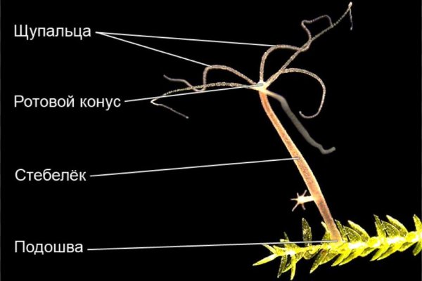 Что можно купить в кракене